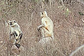 Panna National Park, Chattarpur, Madhya Pradesh